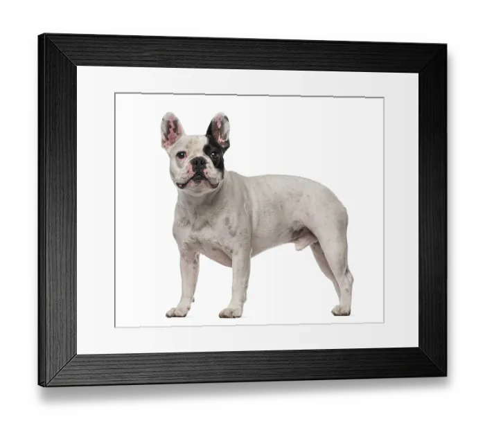 Framed Print : French Bulldog (4 years old)