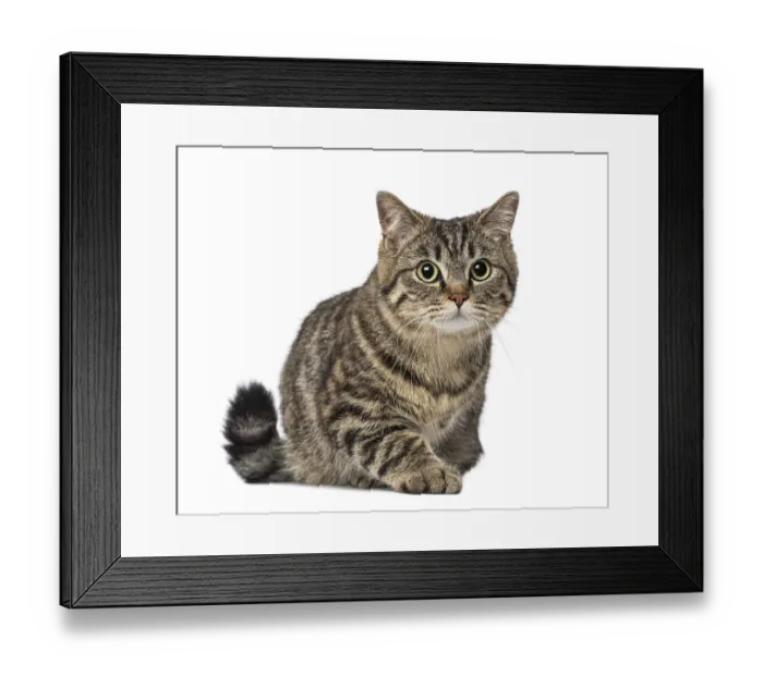 Framed Print : Cat (1 year old) Framed Print : Cat (1 year old)