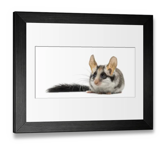 Framed Print : Asian garden dormouse (Eliomys melanurus) isolated on white