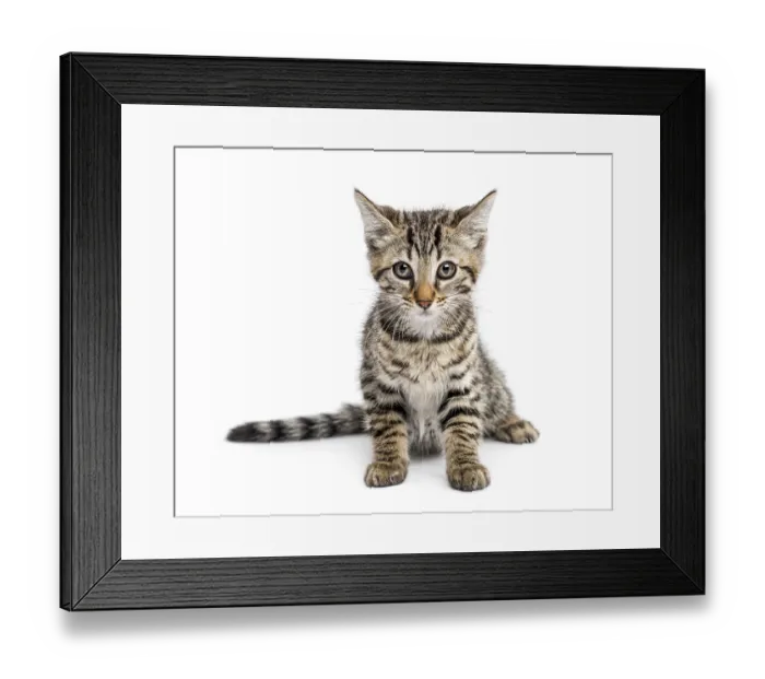 Framed Print : Kitten (2 months) sitting