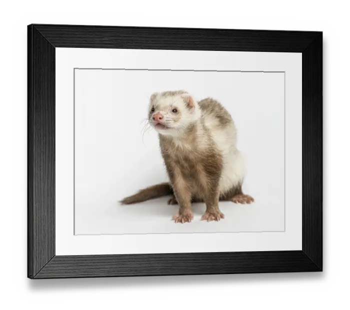 Framed Print : Ferret (3 years old)