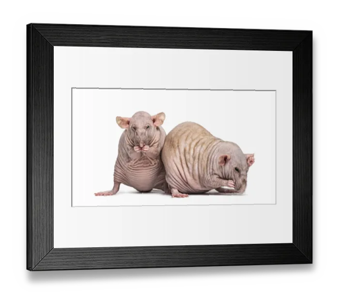Framed Print : Two Hairless Rats (2 years old)