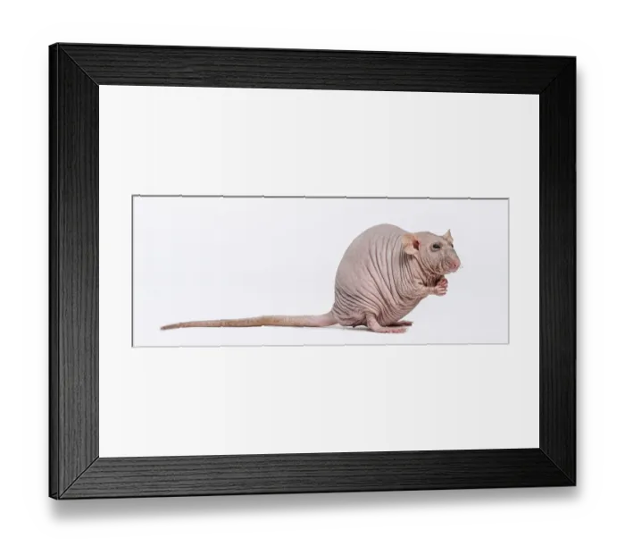 Framed Print : Hairless Rat (2 years old) Framed Print : Hairless Rat (2 years old)