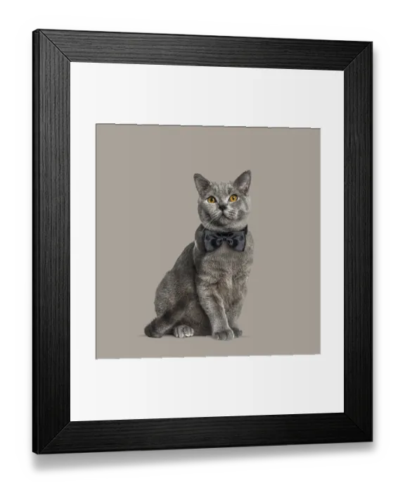 Framed Print : Adorable chartreux cat wearing a bow tie