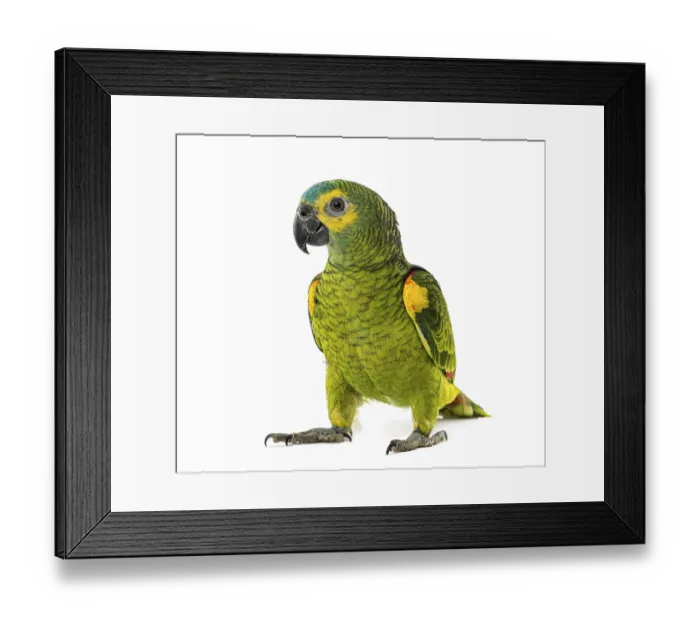 Framed Print : Yellow-shouldered amazon, Amazona barbadensis