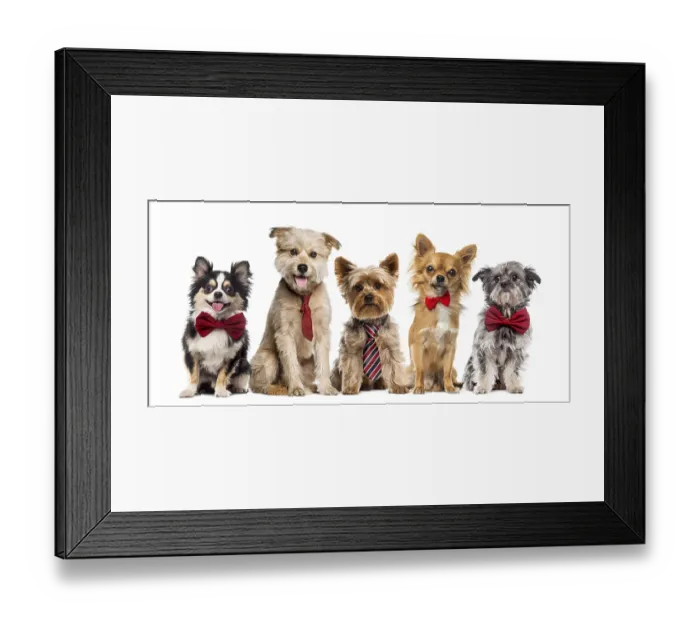 Framed Print : Group of dogs in front of a white background Framed Print : Group of dogs in front of a white background