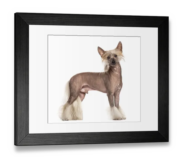 Framed Print : Chinese crested dog standing in front of a white background