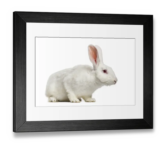 Framed Print : White rabbit (7 months old)