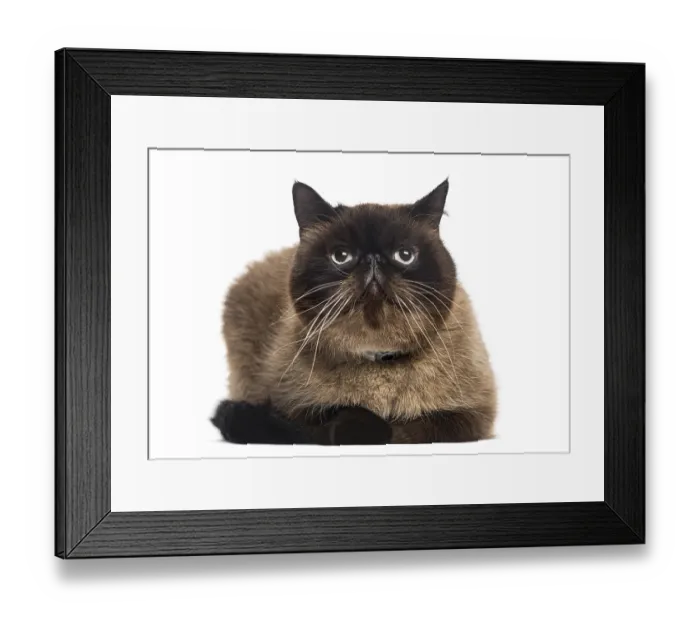 Framed Print : Persian (2 years old) Framed Print : Persian (2 years old)