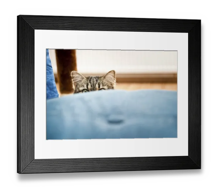 Framed Print : A cat peeks over a blue cushion Framed Print : A cat peeks over a blue cushion
