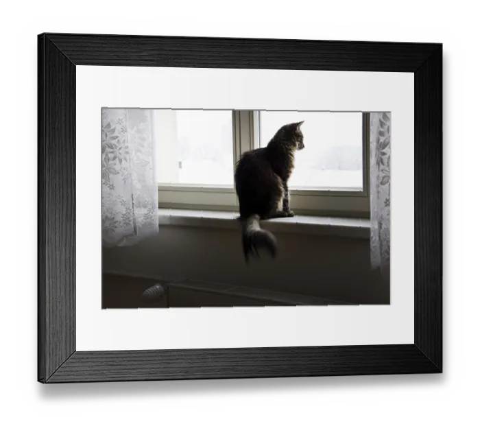 Framed Print : A cat sits on a windowsill, looking out the window with lace curtains framing the scene Framed Print : A cat sits on a windowsill, looking out the window with lace curtains framing the scene