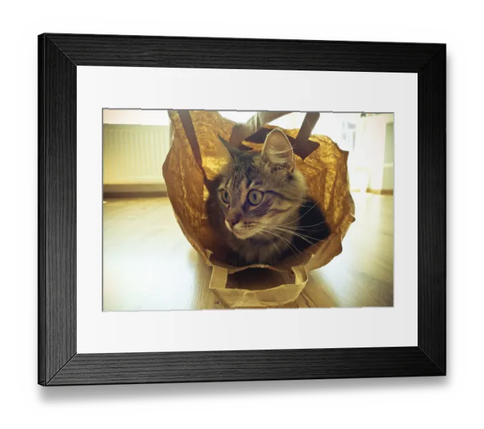 Framed Print : A cat sitting inside a paper bag on a wooden floor with sunlight filtering through Framed Print : A cat sitting inside a paper bag on a wooden floor with sunlight filtering through