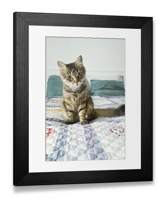 Framed Print : Domestic shorthair kitten on the bed Framed Print : Domestic shorthair kitten on the bed