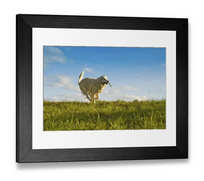 Framed Print : A golden retriever joyfully runs in a sunny grassy field under a clear blue sky