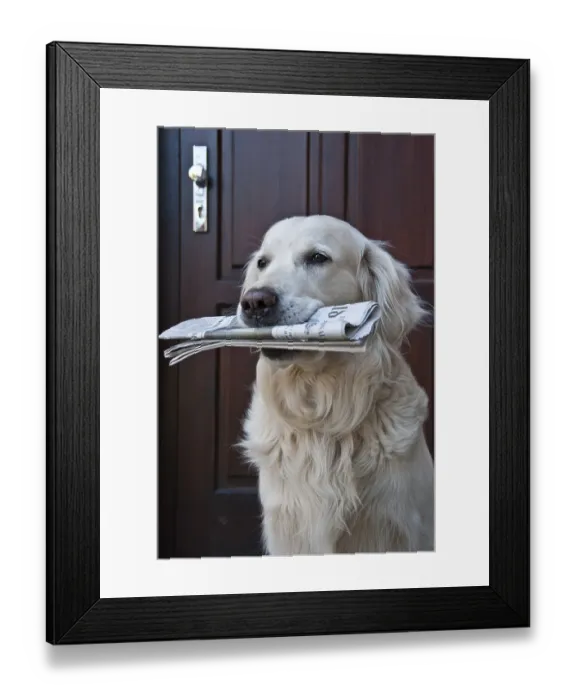Framed Print : Golden retriever with a newspaper in front of a wooden door looking forward