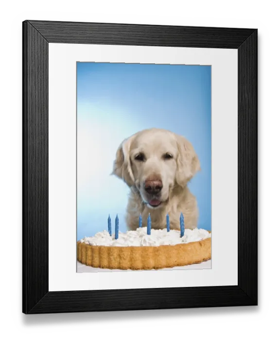 Framed Print : A golden retriever sits in front of a cake with blue candles against a blue background