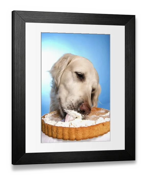 Framed Print : A golden retriever licking a cake with whipped cream against a blue background