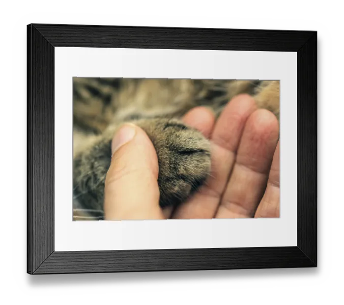 Framed Print : A human hand gently holding a cat's paw Framed Print : A human hand gently holding a cat's paw