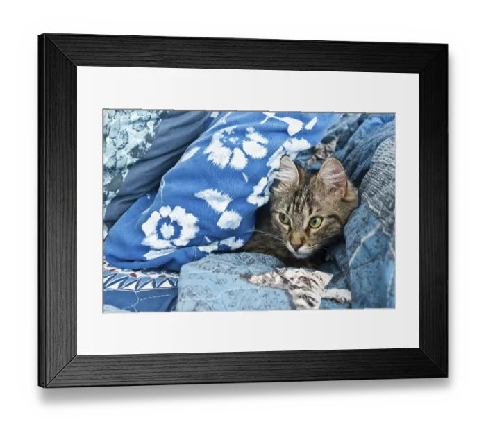 Framed Print : A tabby cat nestled among blue floral pillows