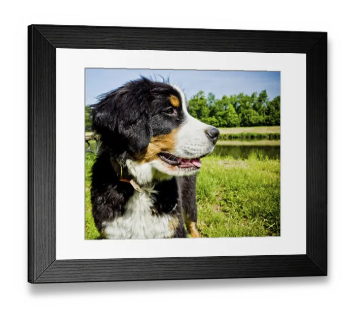 Framed Print : Bernese Mountain Dog outdoors by a pond with trees on a sunny day