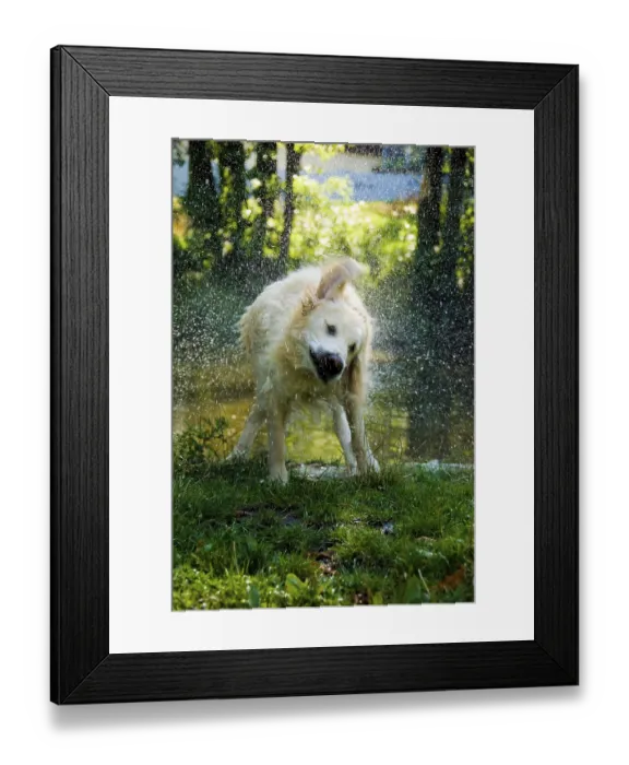 Framed Print : A dog shakes off water, sending droplets flying