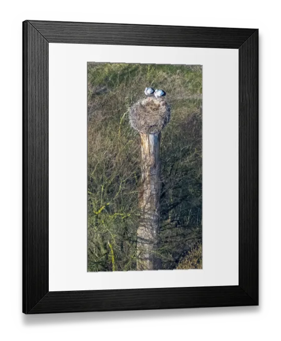 Framed Print : Stork couple in the Lippe meadows