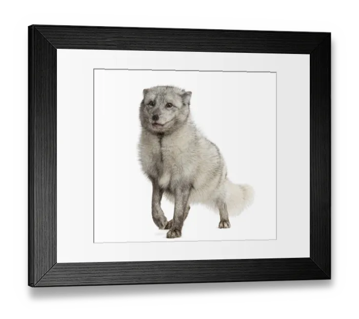 Framed Print : Arctic fox standing, alert, Vulpes lagopus