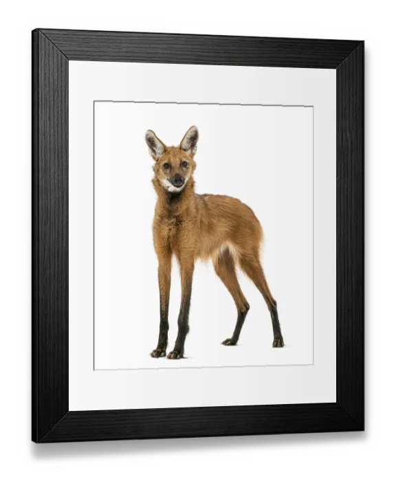 Framed Print : Maned Wolf standing, looking at the camera