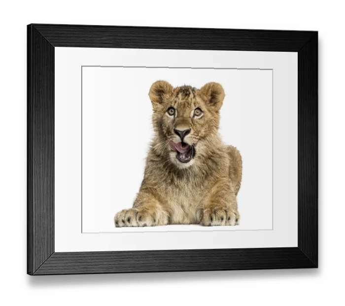 Framed Print : Lion cub lying and looking greedily Framed Print : Lion cub lying and looking greedily