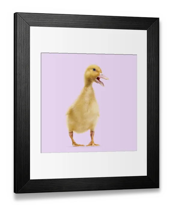 Framed Print : Small yellow duckling standing and opening beak on a purple studio background Framed Print : Small yellow duckling standing and opening beak on a purple studio background
