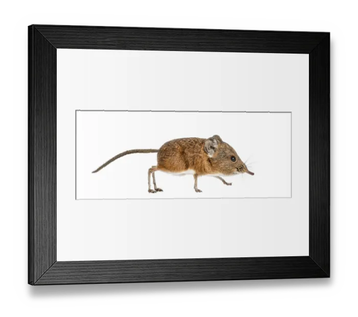 Framed Print : Elephant shrew - Macroscelides proboscideus - isolated on whitre Framed Print : Elephant shrew - Macroscelides proboscideus - isolated on whitre