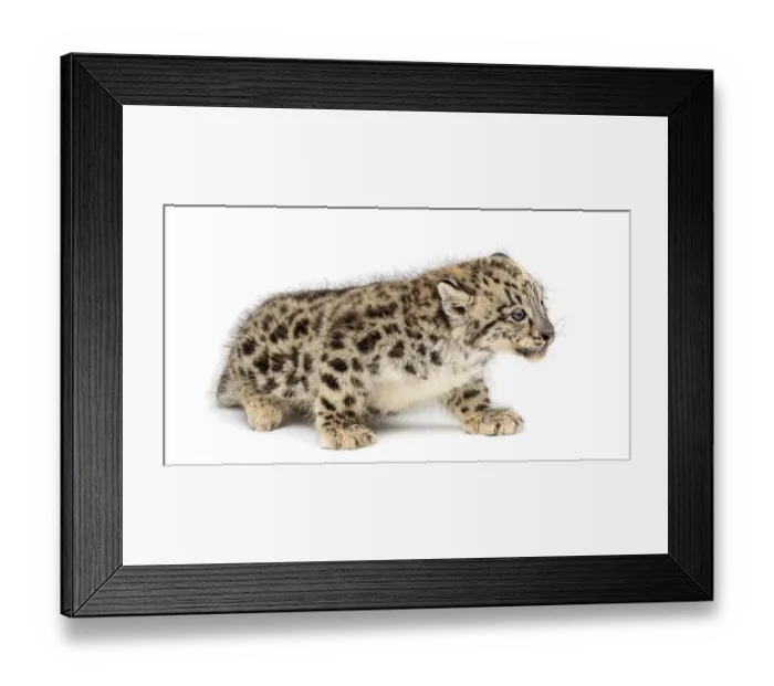 Framed Print : Snow Leopard cub, Panthera uncia, 1, 5 month