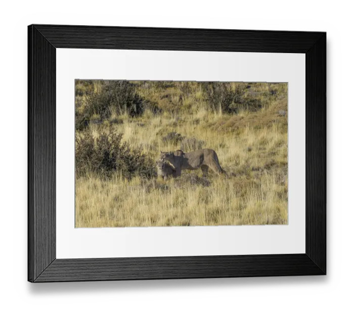 Framed Print : Two pumas in a grassy landscape Framed Print : Two pumas in a grassy landscape
