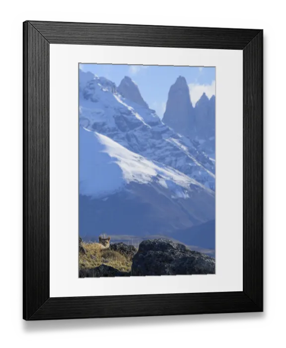 Framed Print : A puma hides in rocks beneath snowy peaks under a blue sky