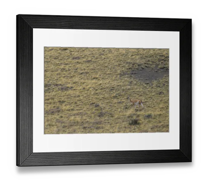 Framed Print : A guanaco blends into the grassy landscape