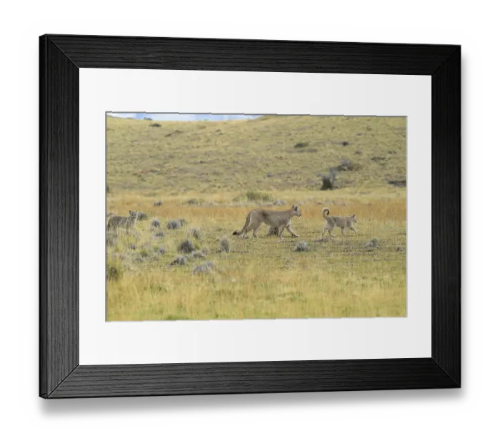 Framed Print : Puma family walking across an open grassy field