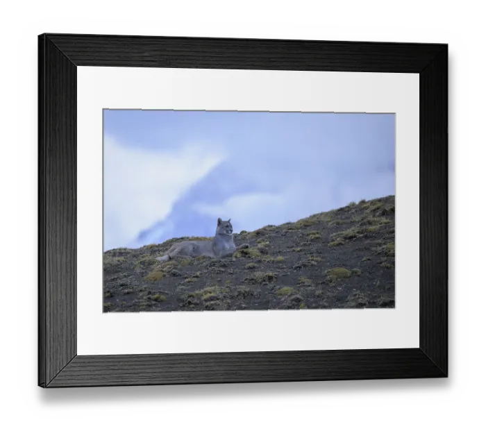 Framed Print : Puma resting on a hillside under a blue sky Framed Print : Puma resting on a hillside under a blue sky