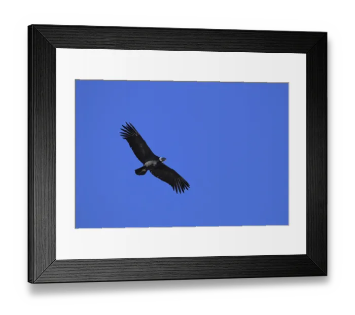 Framed Print : A condor soaring in a clear blue sky with wings fully spread