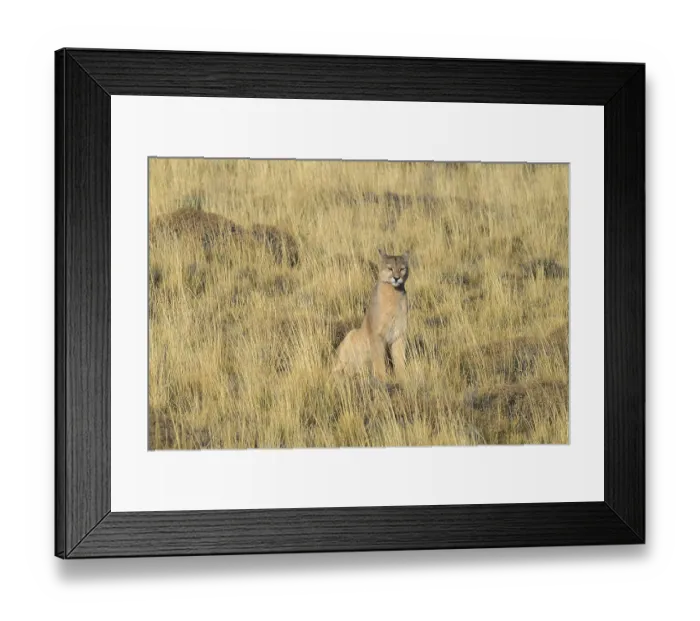 Framed Print : A puma sitting still and looking into the distance within a grassy field