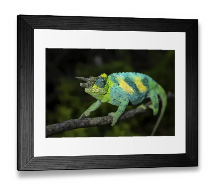 Framed Print : Three-horned chameleon (Trioceros jacksonii) Framed Print : Three-horned chameleon (Trioceros jacksonii)