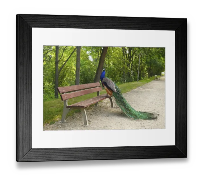 Framed Print : A peacock with vibrant feathers perches on a park bench in a lush Framed Print : A peacock with vibrant feathers perches on a park bench in a lush