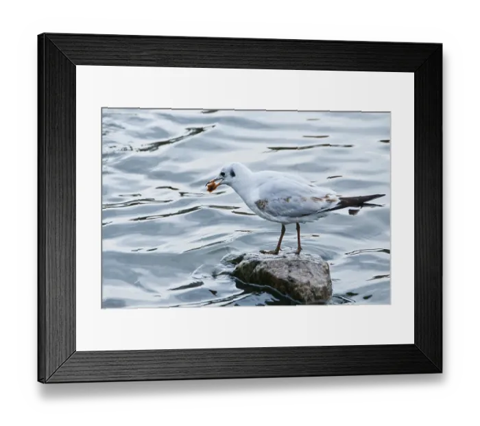 Framed Print : A seagull stands on a rock in the water