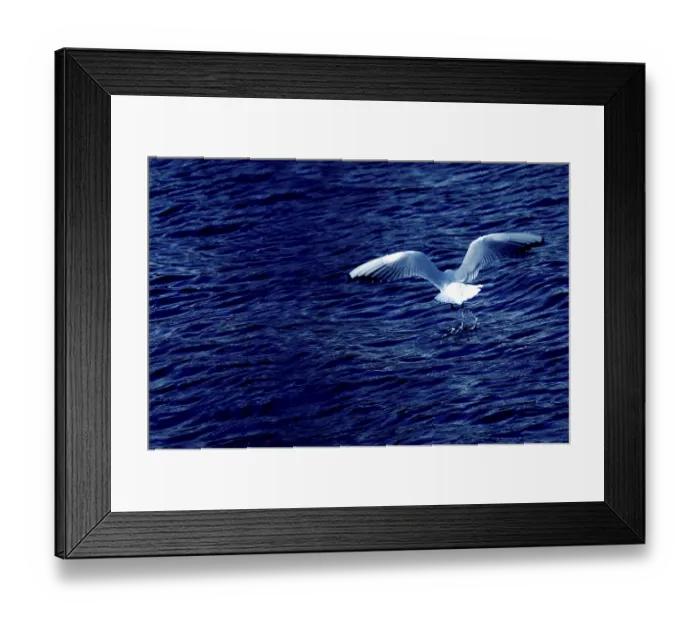 Framed Print : Back view of a seagull in the moment of trying to catch a fishi in the sea Framed Print : Back view of a seagull in the moment of trying to catch a fishi in the sea