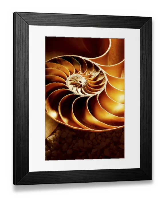 Framed Print : Close-up detail of a Nautilus shell on a ground terrain background