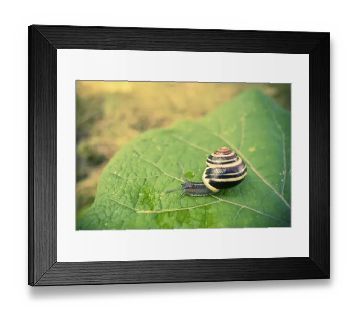 Framed Print : A close-up of a snail with a striped shell crawling on a large green leaf