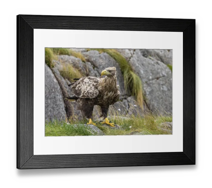 Framed Print : White-tailed eagle (Haliaeetus albicilla)