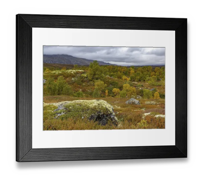 Framed Print : Autumn on Dovrefjell, Innlandet, Norway Framed Print : Autumn on Dovrefjell, Innlandet, Norway