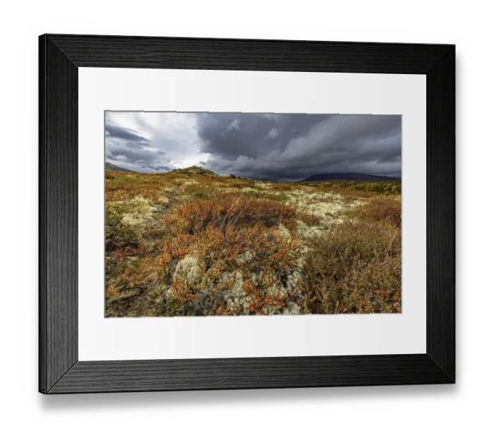Framed Print : Autumn on Dovrefjell, Innlandet, Norway