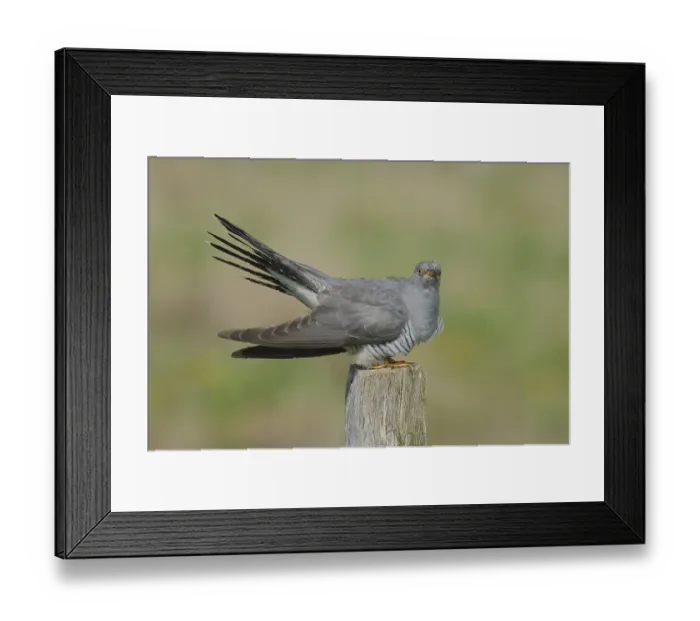 Framed Print : Cuckoo, Cuculus canorus, sitting on a pole