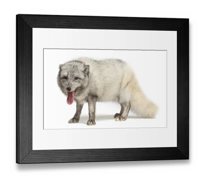 Framed Print : Arctic fox, Vulpes lagopus, isolated on white Framed Print : Arctic fox, Vulpes lagopus, isolated on white